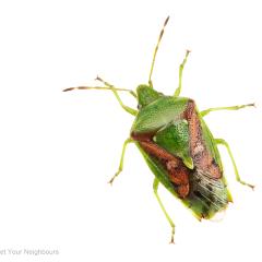 MYN Shieldbug 